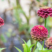 My favorite Zinnia... by thewatersphotos