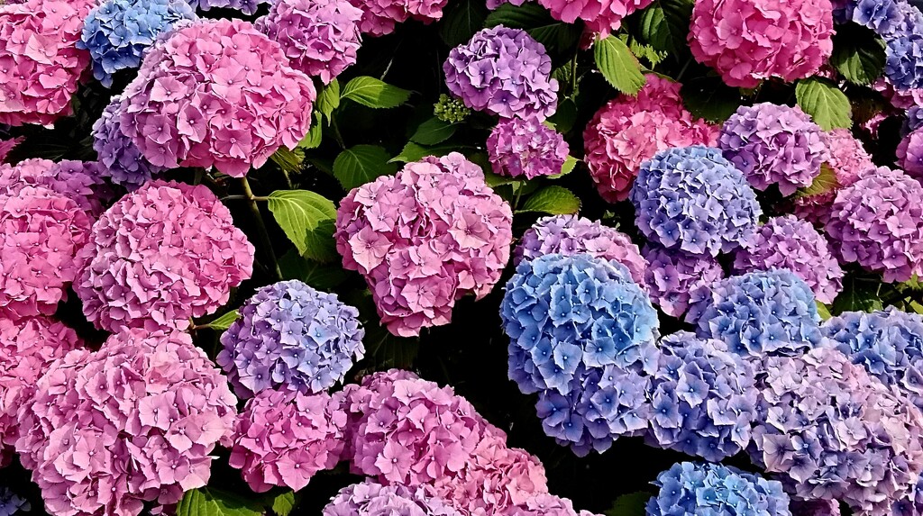 Multi coloured hydrangeas  by grace55