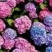 Multi coloured hydrangeas  by grace55