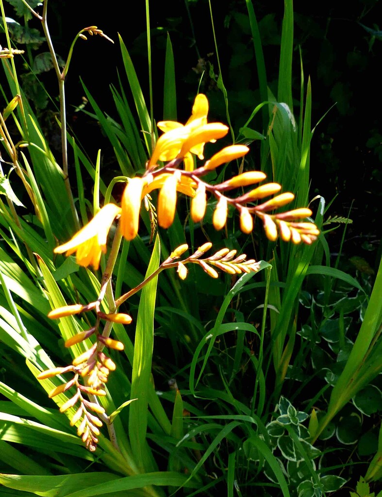 Crocosmia by arkensiel