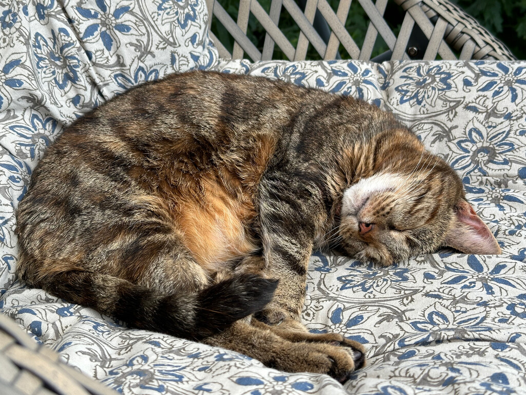 Dozing in the Sun by 365projectmaxine