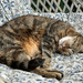 Dozing in the Sun by 365projectmaxine