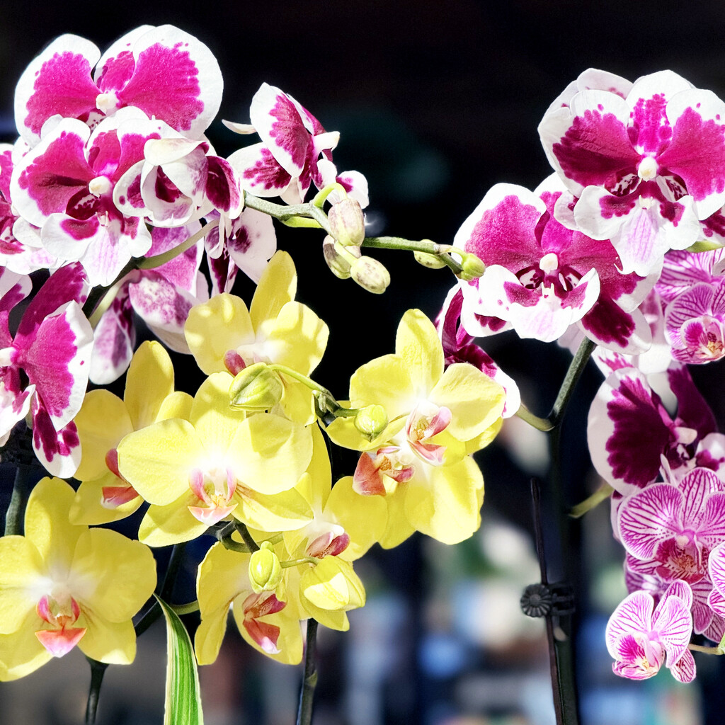 Orchids At The Fresh Market by yogiw