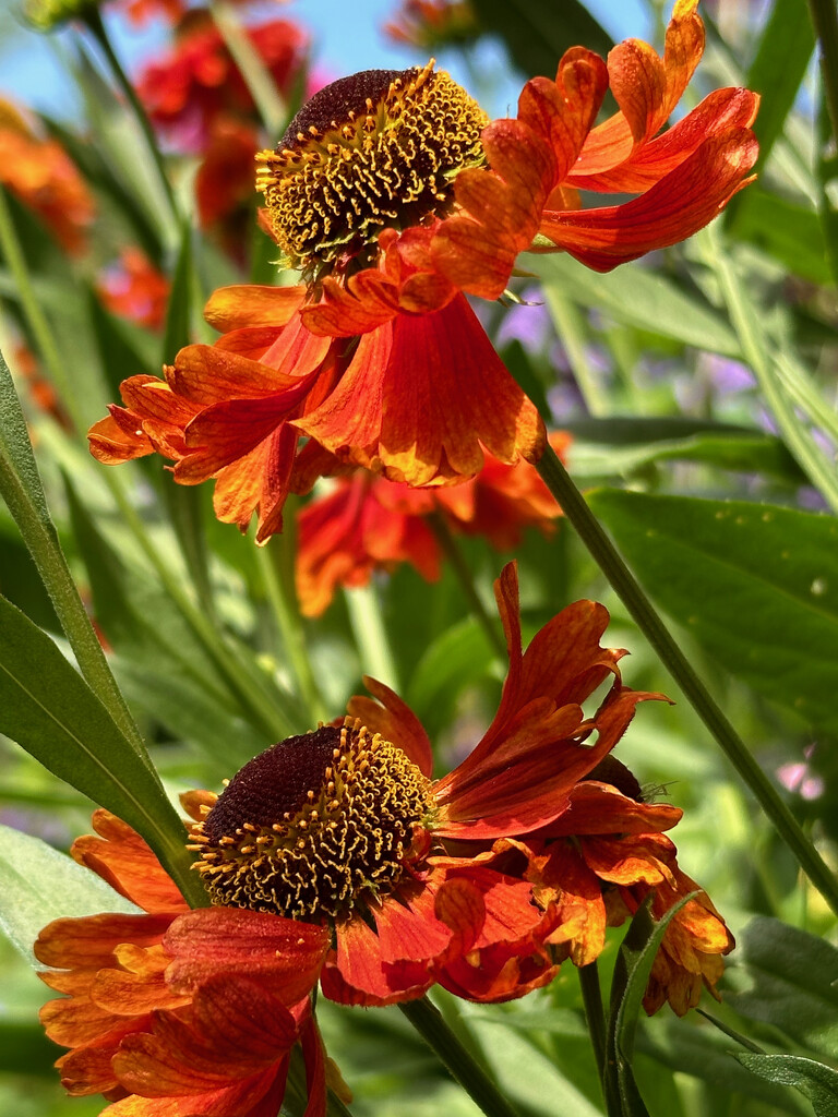 Heleniums by 365projectmaxine