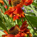 Heleniums by 365projectmaxine