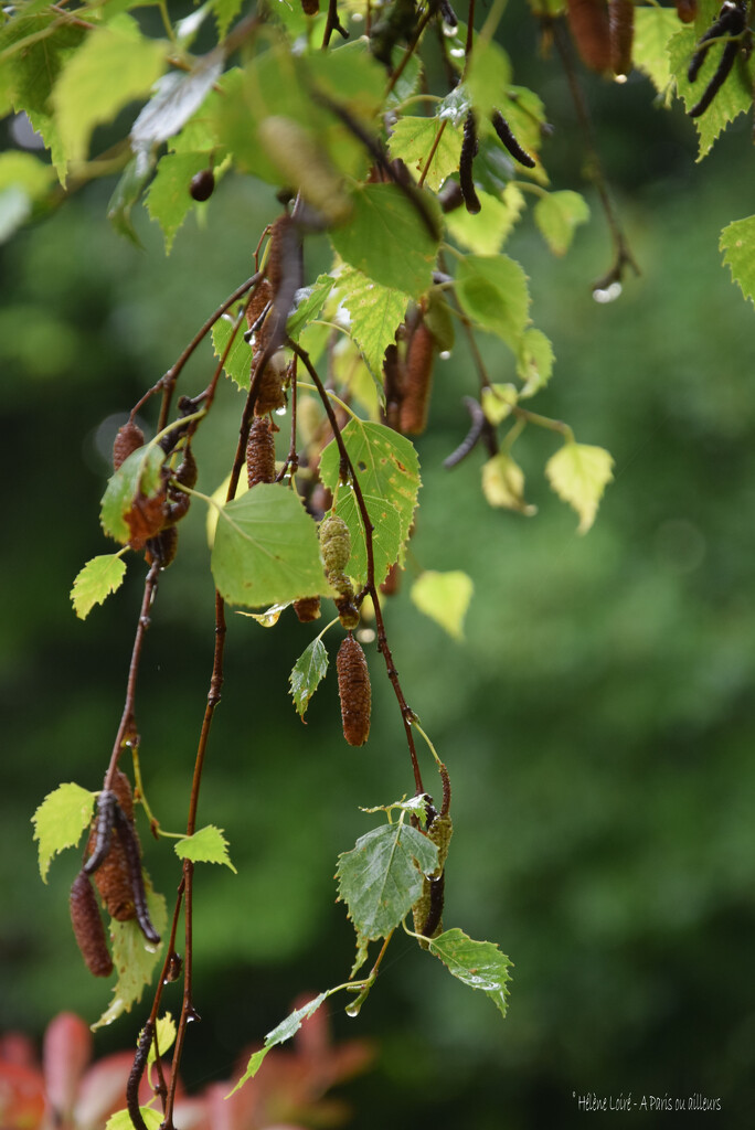 birch tree by parisouailleurs