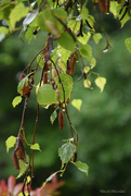 23rd Jul 2024 - birch tree