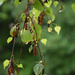 birch tree by parisouailleurs