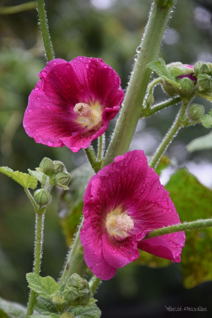 hollyhock by parisouailleurs