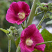 hollyhock by parisouailleurs