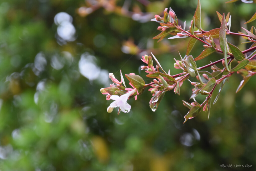 rain drop by parisouailleurs