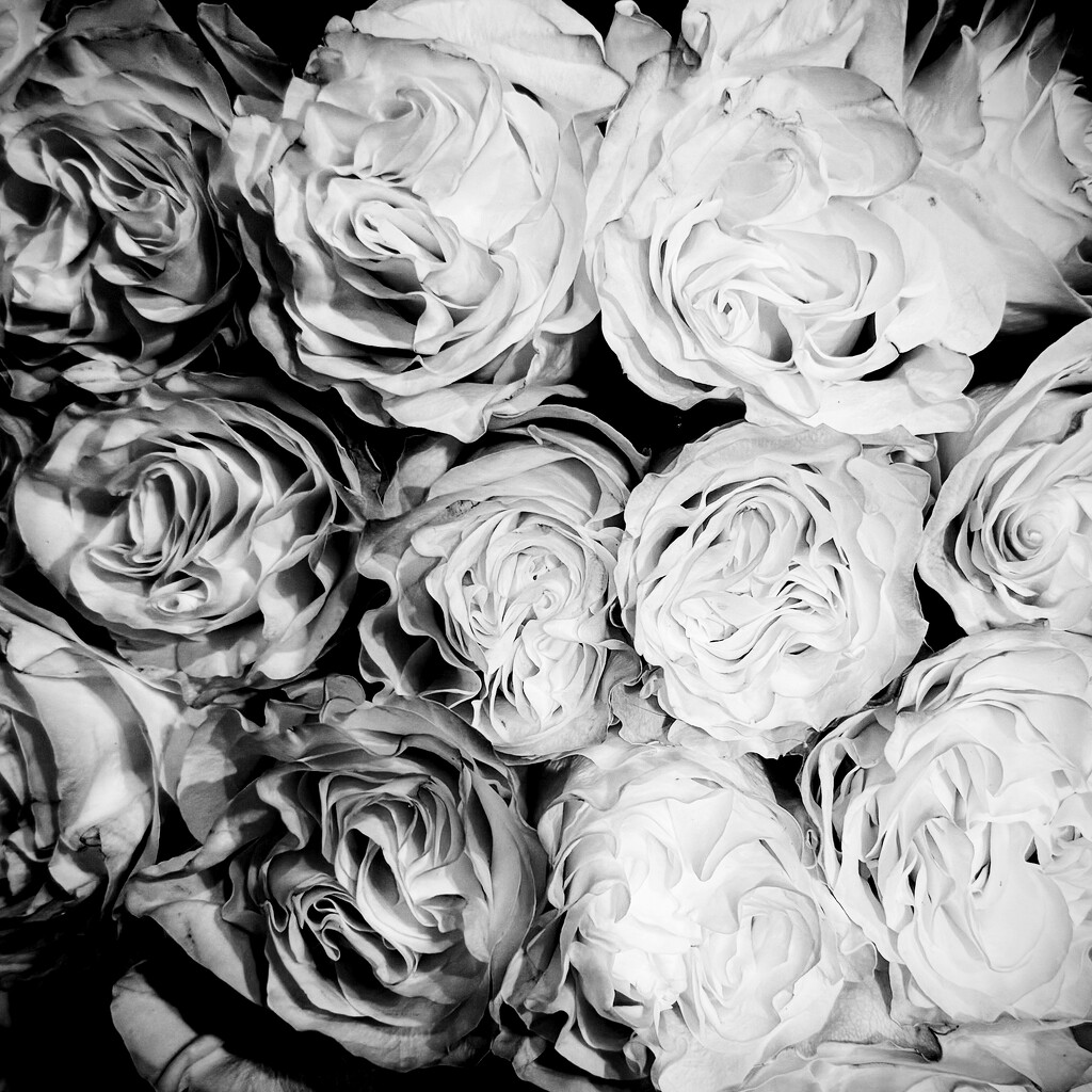 Roses | Black & White by yogiw