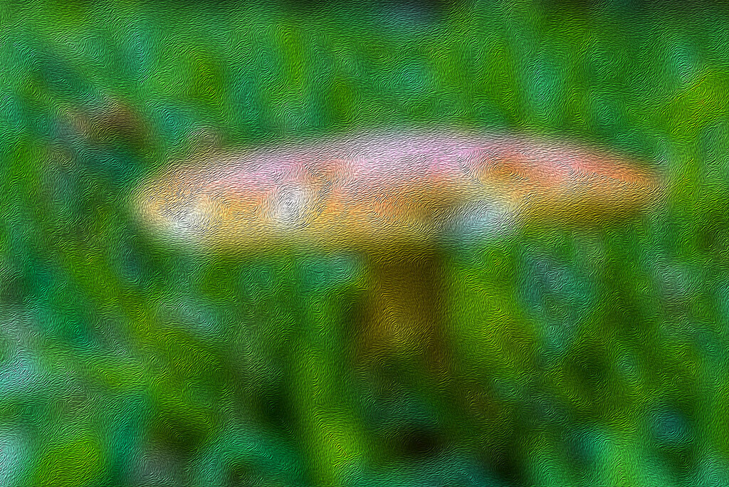 Mushroom Abstract by k9photo