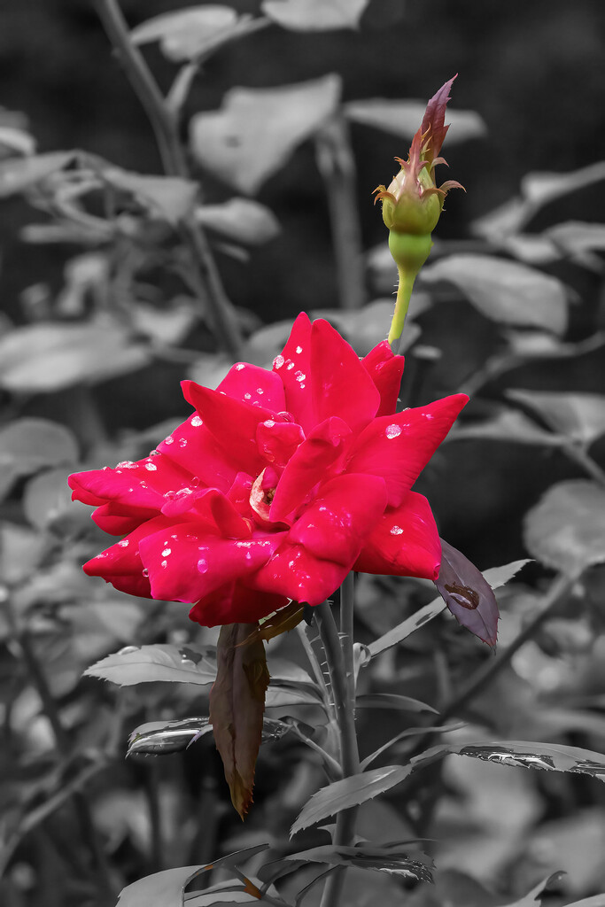 Rose and Bud by k9photo