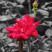 Rose and Bud by k9photo