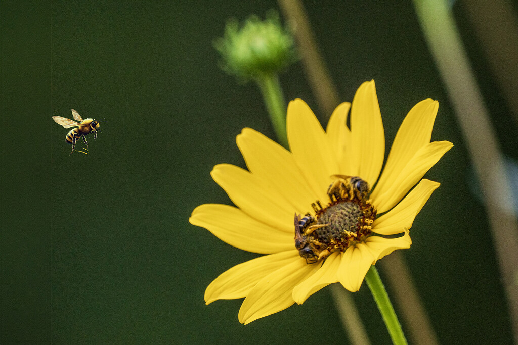 Swamp Sunflower with Bees by k9photo