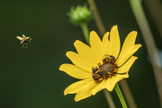 18th Jul 2024 - Swamp Sunflower with Bees