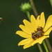 Swamp Sunflower with Bees by k9photo