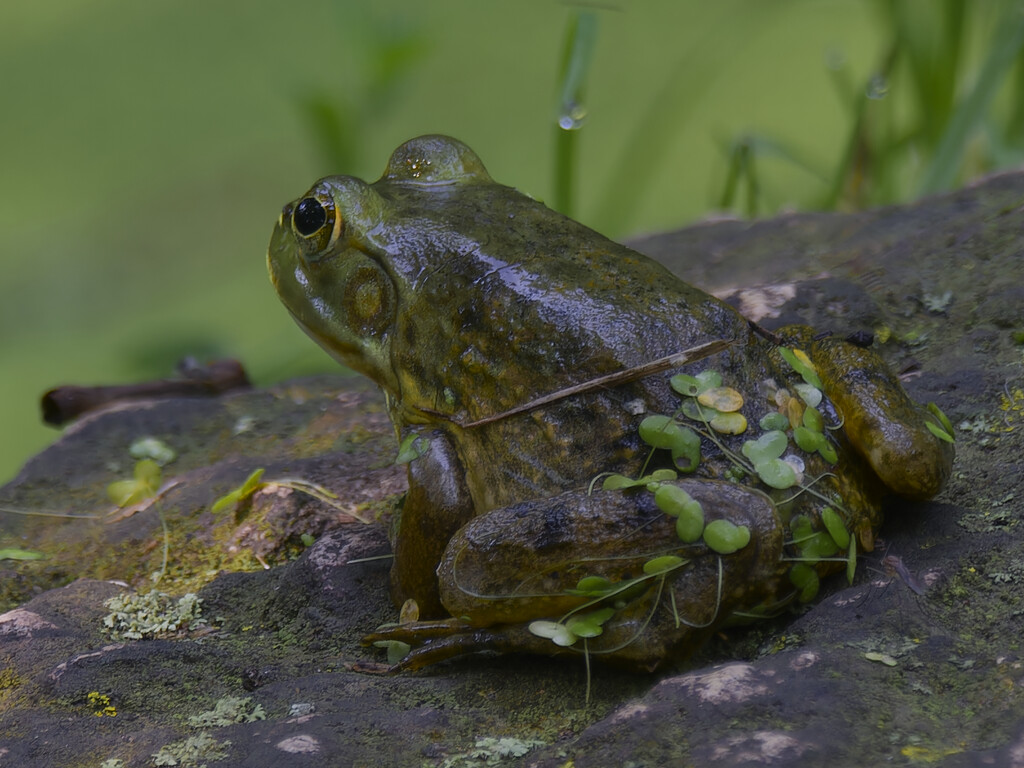 American Bullfrog by rminer