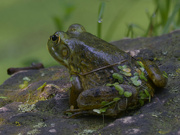 30th Jul 2024 - American Bullfrog