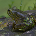 American Bullfrog by rminer