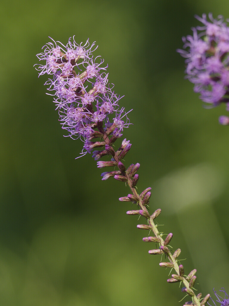 blazing star by rminer