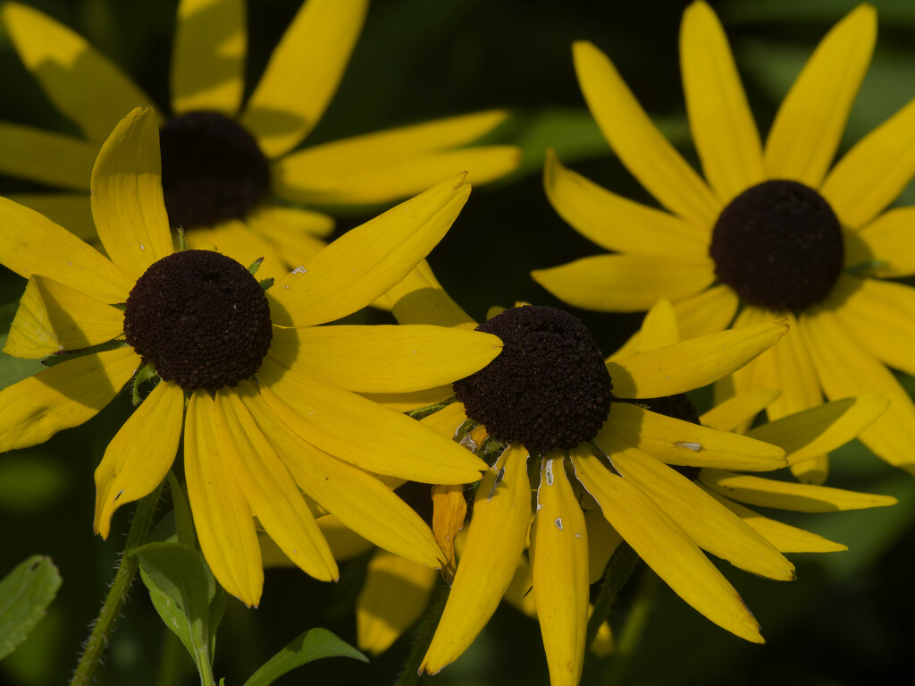 Black-eyed Susans  by rminer