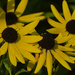 Black-eyed Susans  by rminer