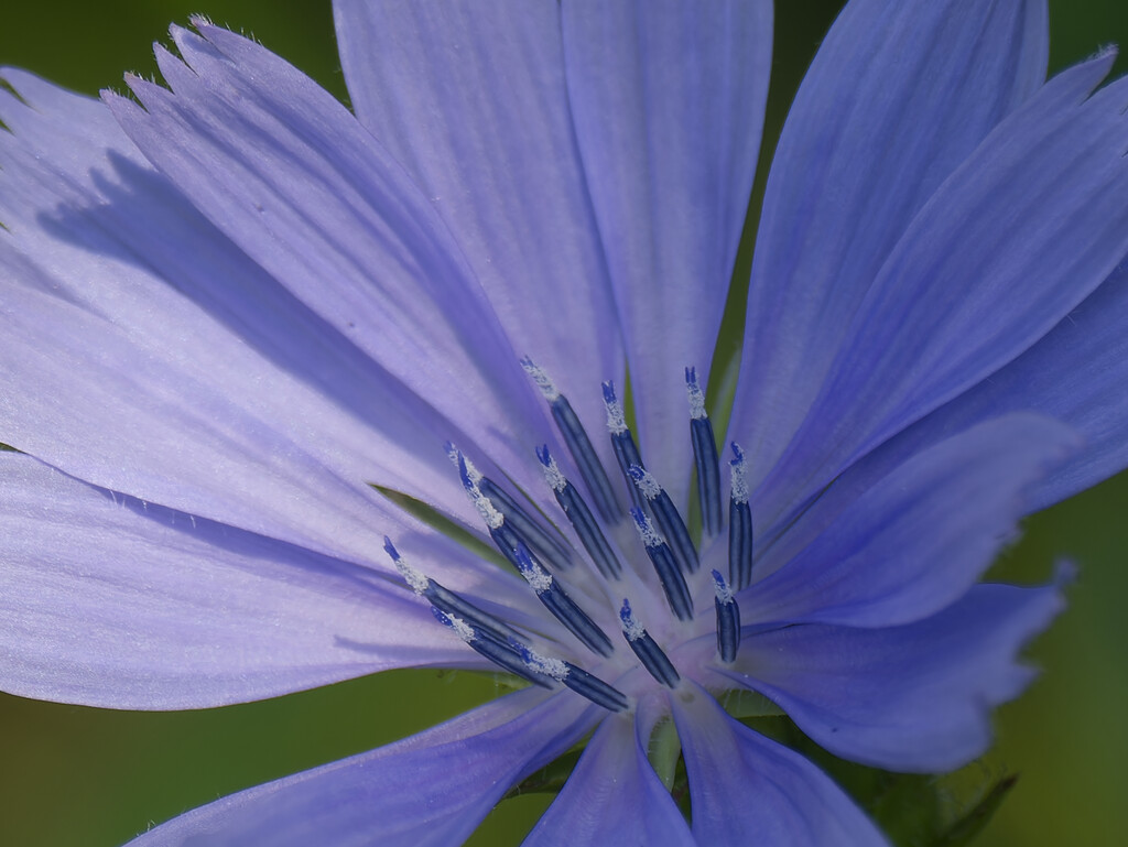 chicory closeup by rminer