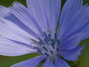 30th Jul 2024 - chicory closeup