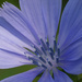 chicory closeup by rminer