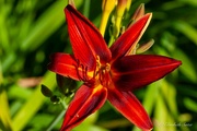 30th Jul 2024 - Fire lily