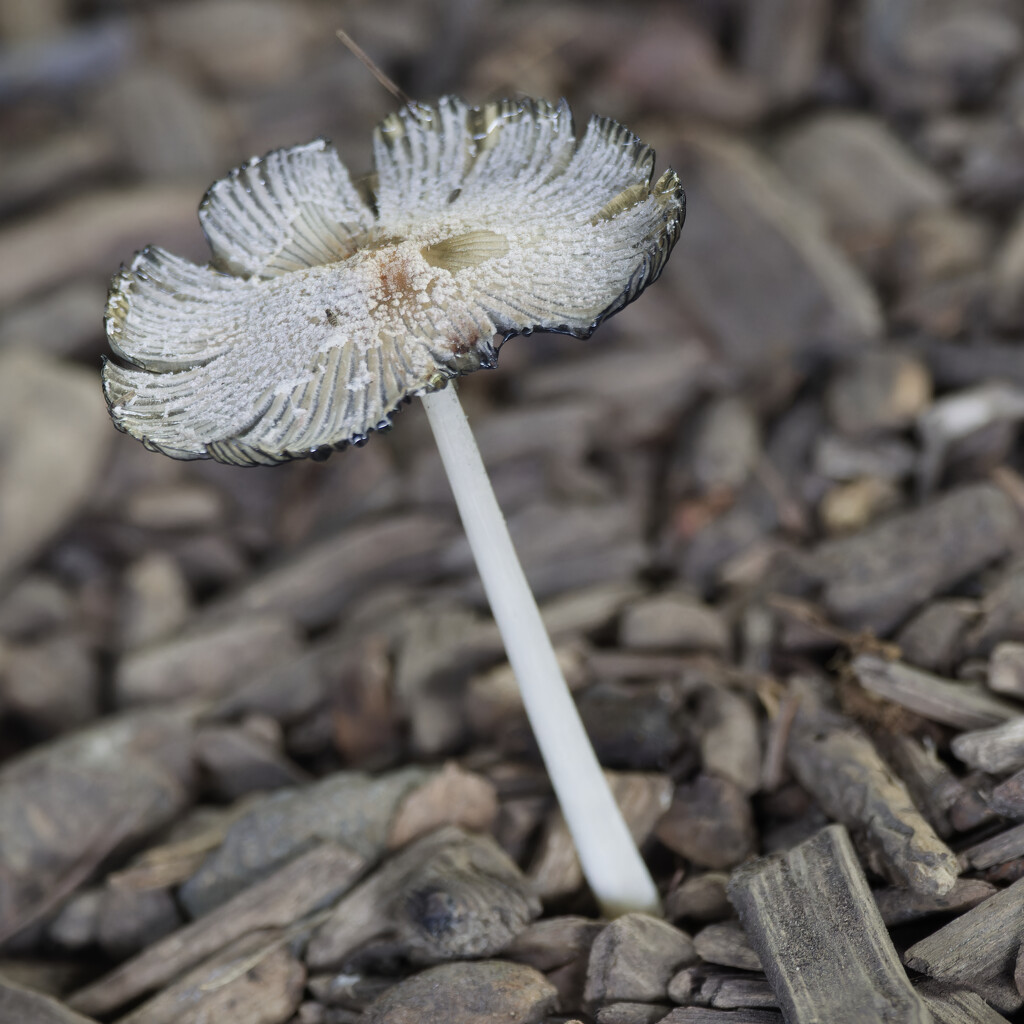 inkcap  by rminer