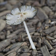 30th Jul 2024 - inkcap 