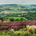 Moorland edge by craftymeg