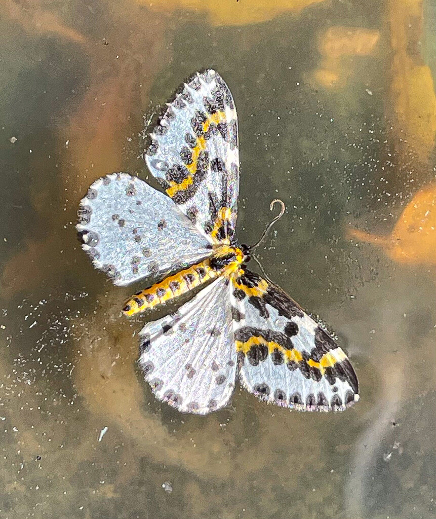 Magpie Moth (deceased) by lifeat60degrees