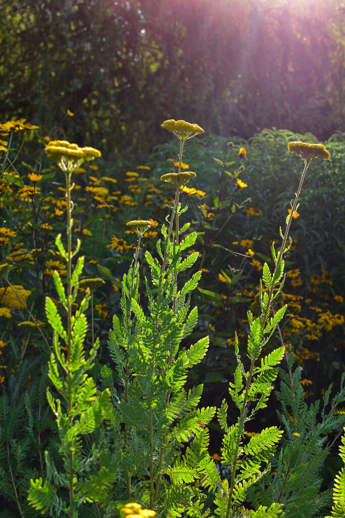 Golden Yarrow by tiaj1402