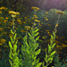 Golden Yarrow by tiaj1402