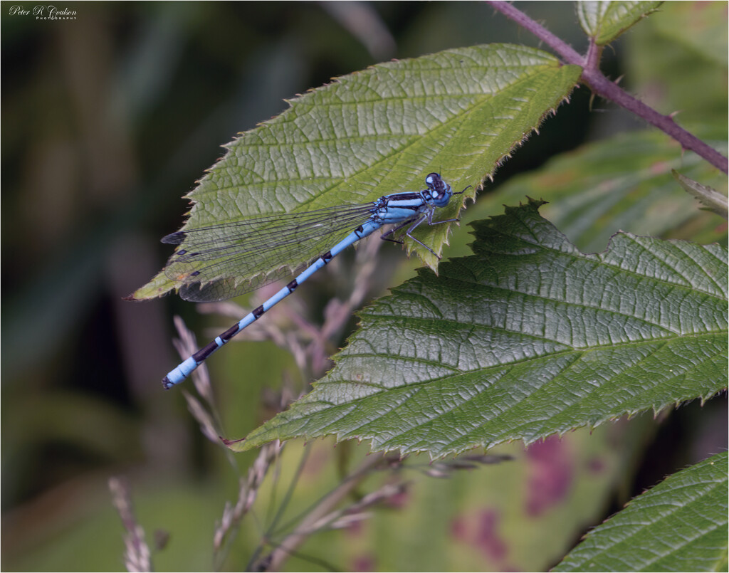 Damselfly by pcoulson