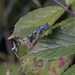 Damselfly by pcoulson