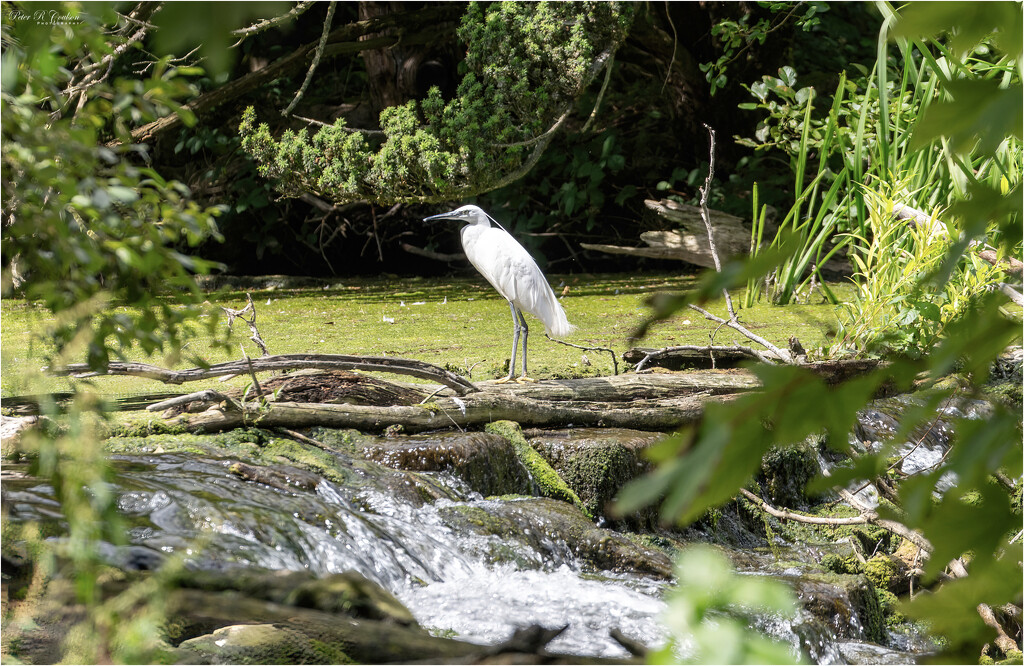 Little White Egret by pcoulson