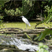 Little White Egret by pcoulson