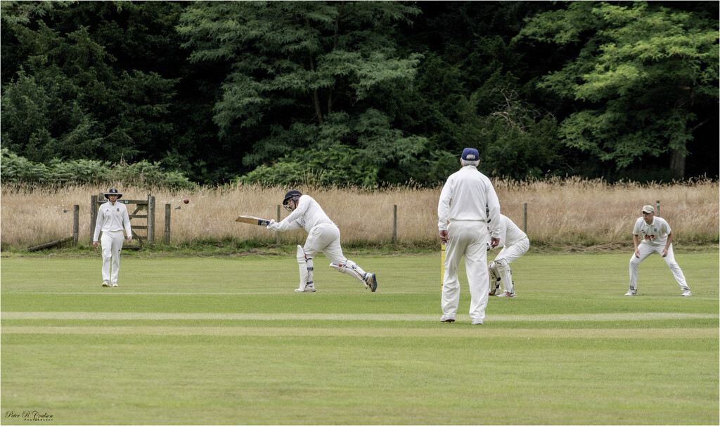 Cricket action by pcoulson