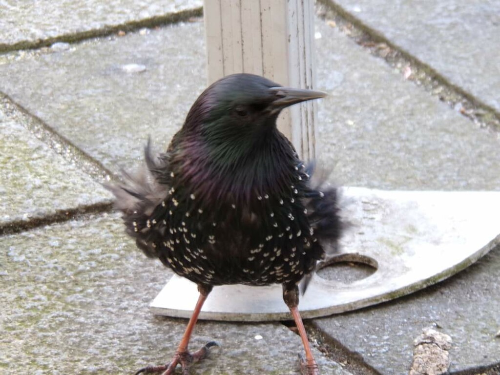 The Marilyn Monroe of the starling world. by fairynormal