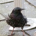 The Marilyn Monroe of the starling world. by fairynormal