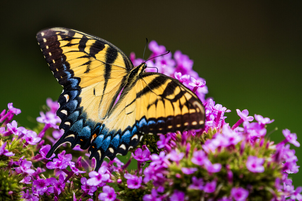 Eastern Tiger on Carolina Phlox by kvphoto