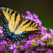 Eastern Tiger on Carolina Phlox by kvphoto