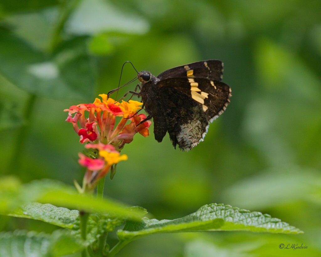 LHG_2530 Hoary Edge skipper by rontu