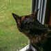 Sparrow watching the rain by darchibald