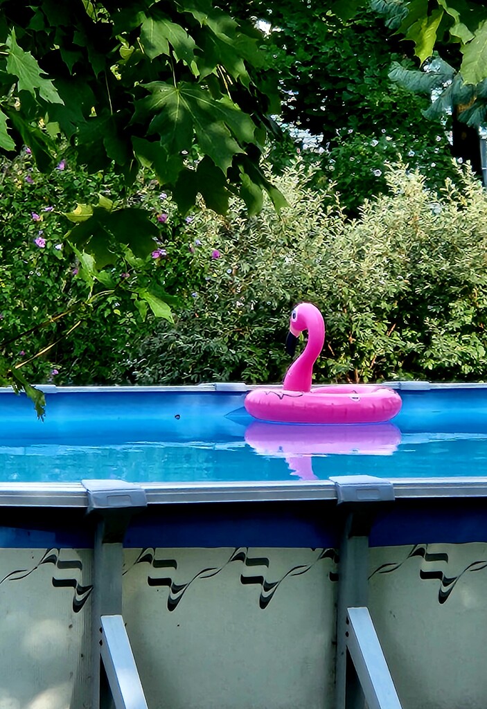 Lonely Flamingo Float by jo38